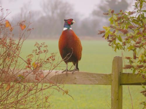 Country house Pheasant *