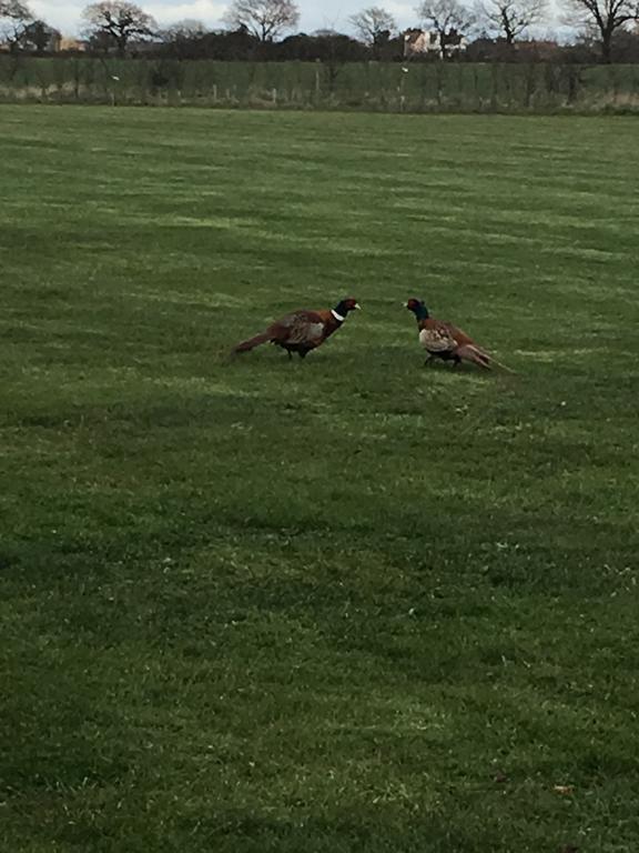 Pheasant *