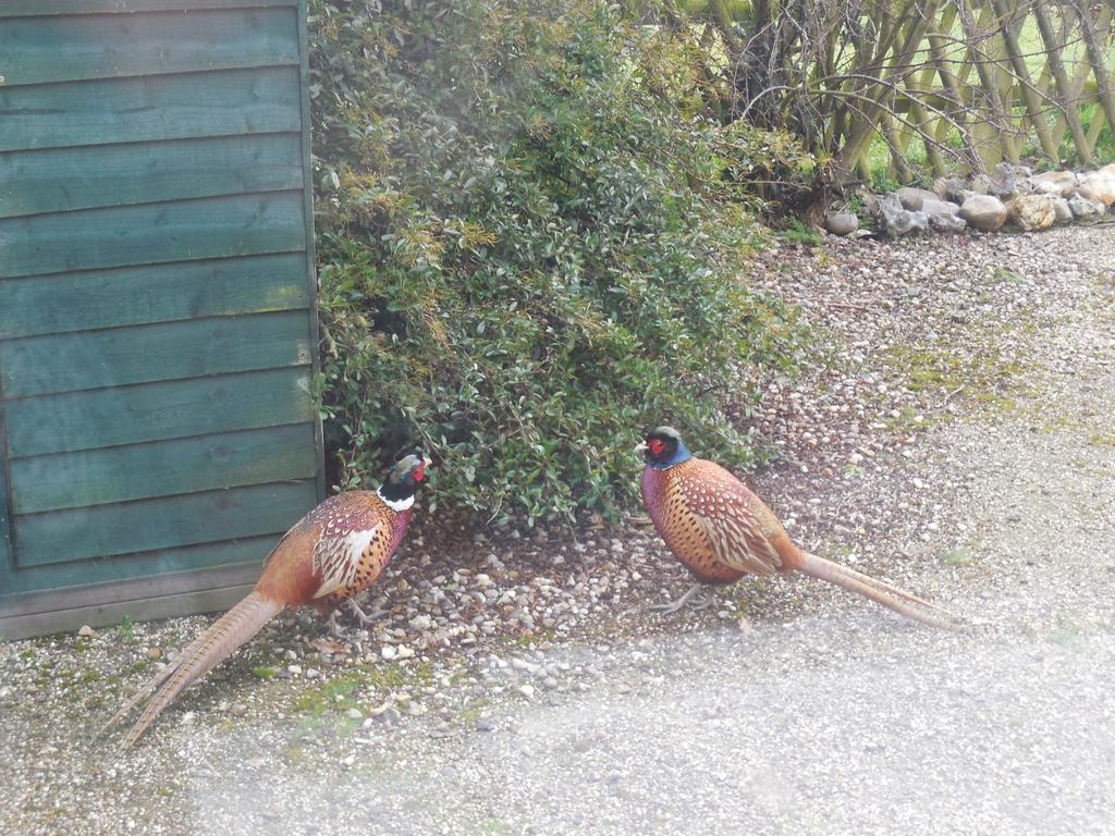 Country house Pheasant *