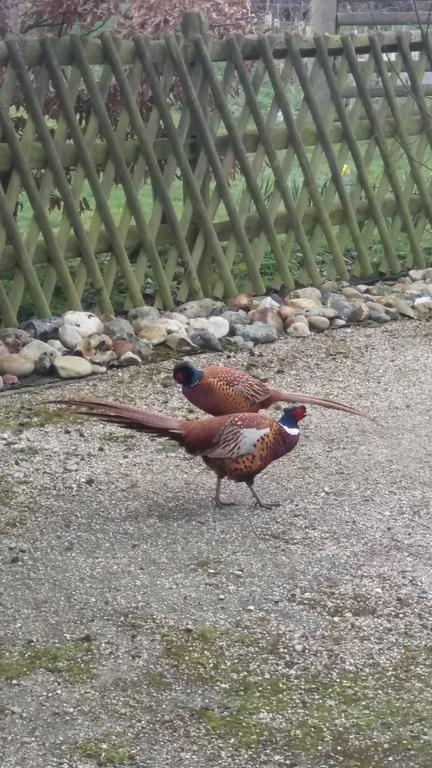 Pheasant Country house *